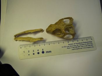 Media type: image;   Herpetology R-4702